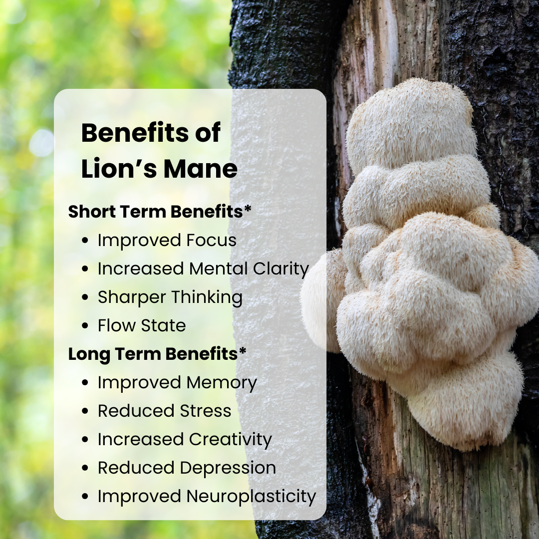 Lion's Mane Mushroom Capsules - 60ct