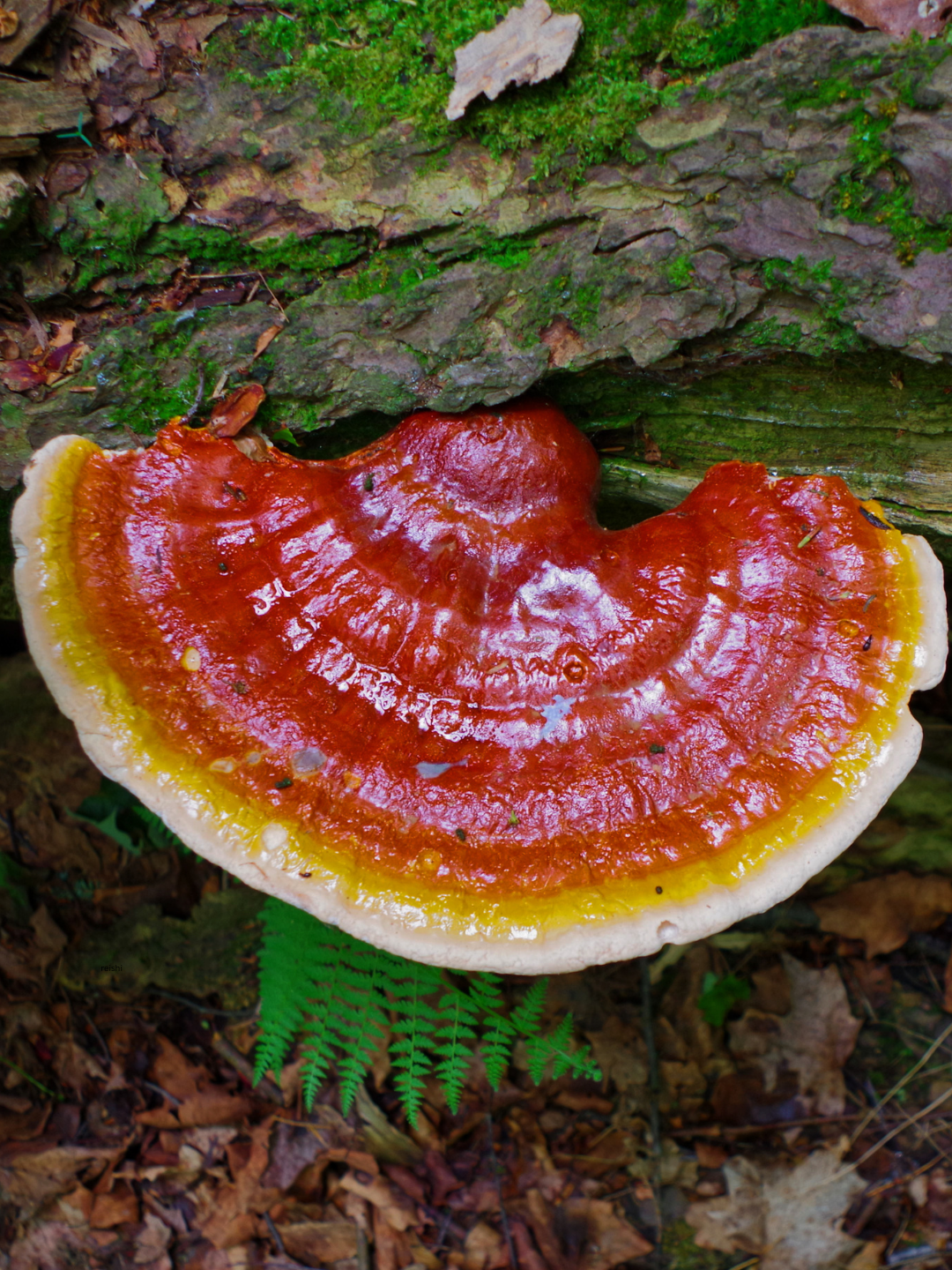 Red and white reishi mushroom on a forest floor with green moss and leaves.
