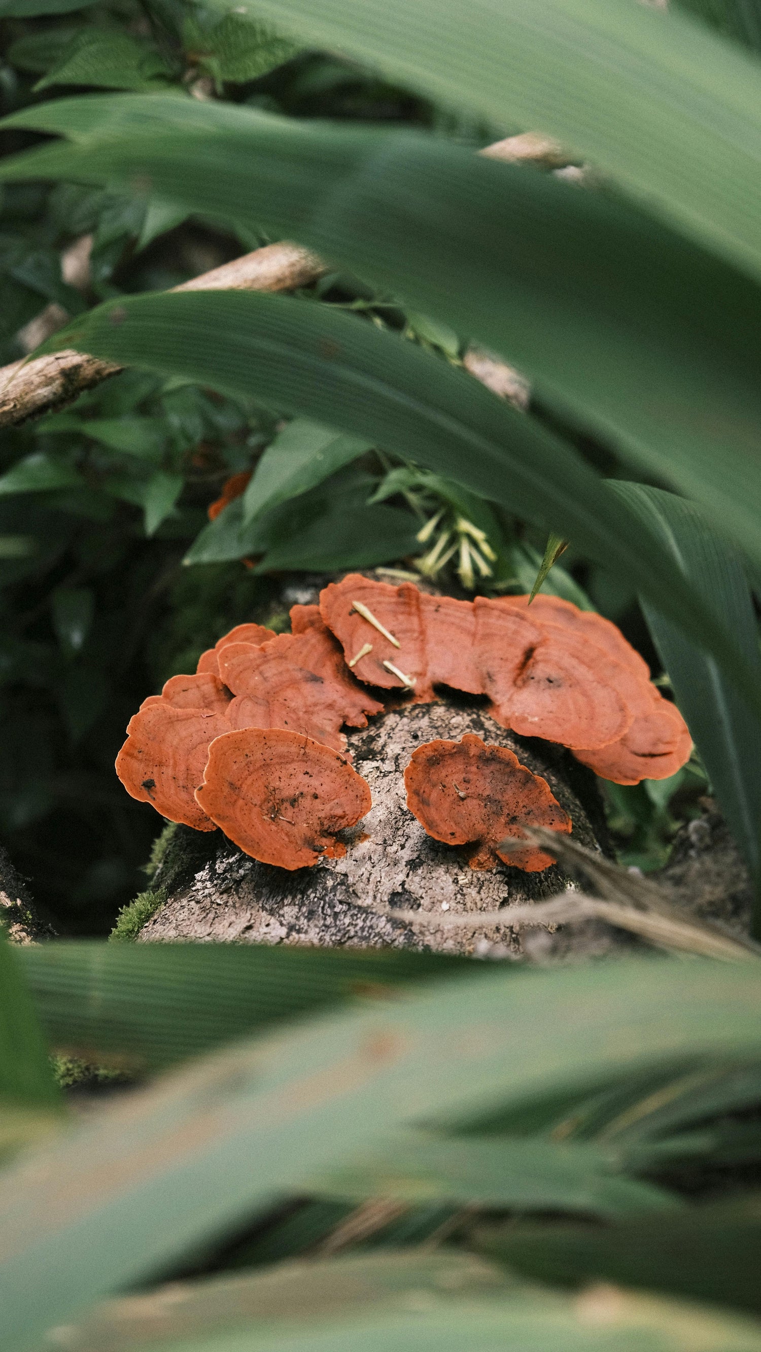 Red and white reishi mushroom on a forest floor with green moss and leaves.