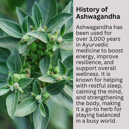 Ashwagandha - Synthesis Ltd.