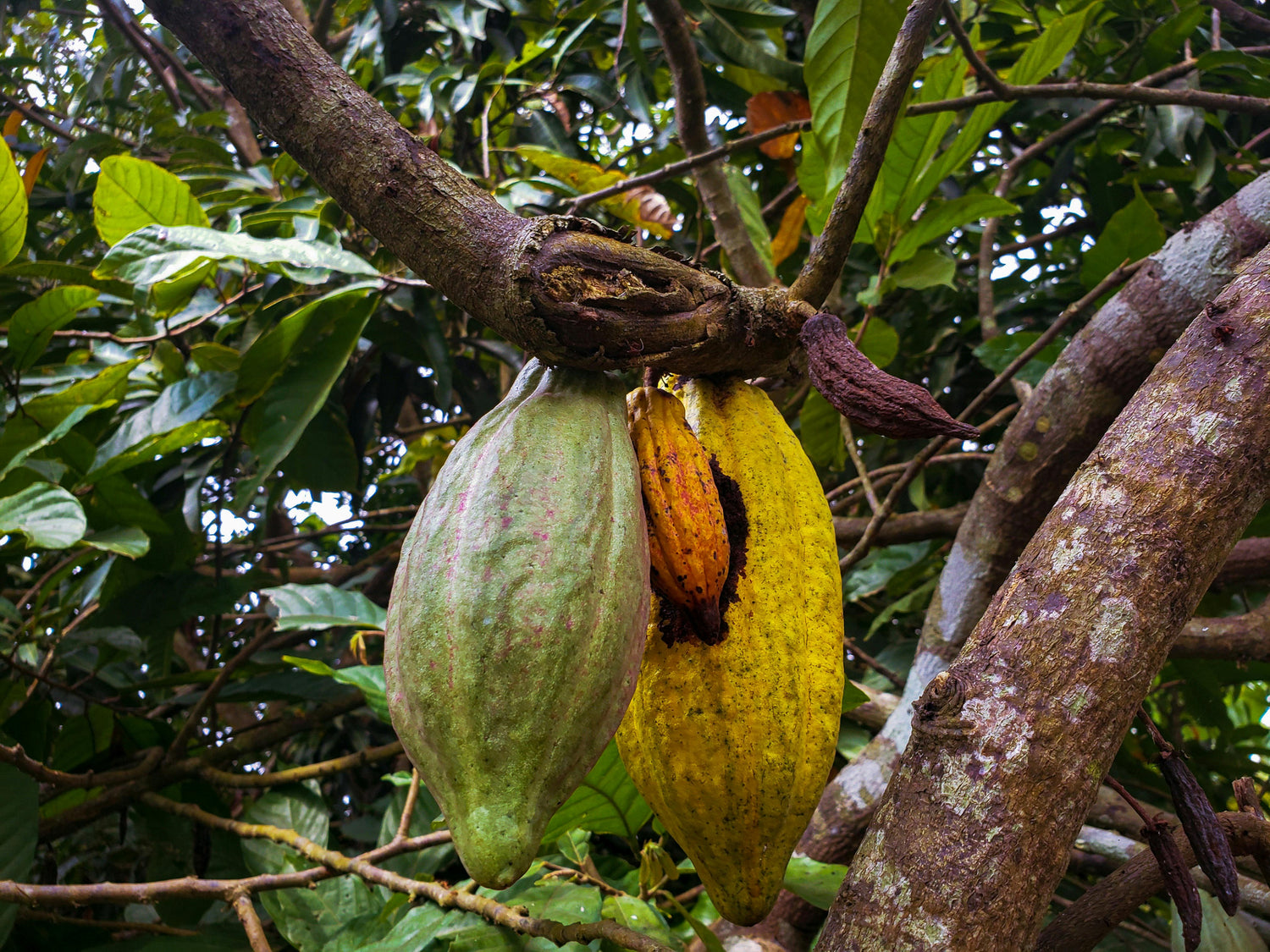 Cocoa fruits on a tree branch with green leaves in the background: the raw ingredient of raw cacao