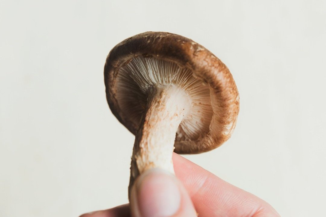 hand holding a mushroom natural ingredients for supplements