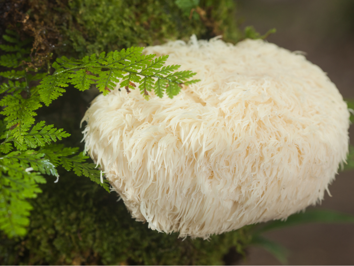 Close-up of a large white mushroom with green foliage in the background