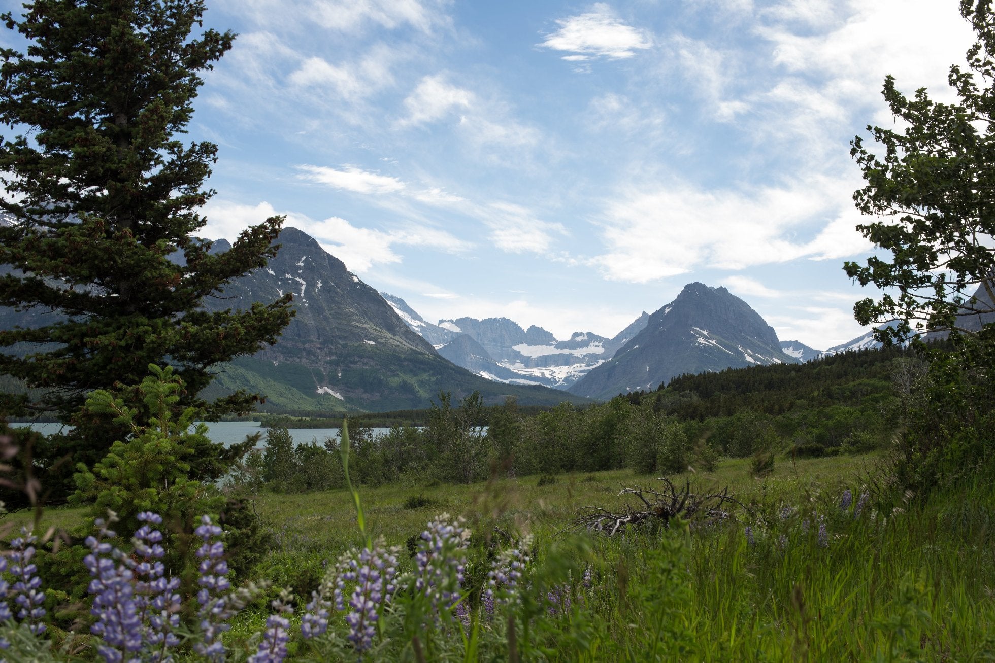 natural health landscape